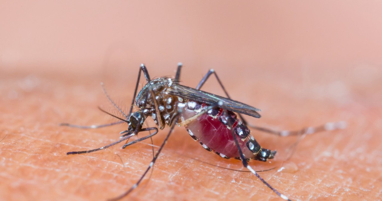 Zagrożenie dengą. Komary stają się niebezpieczne
