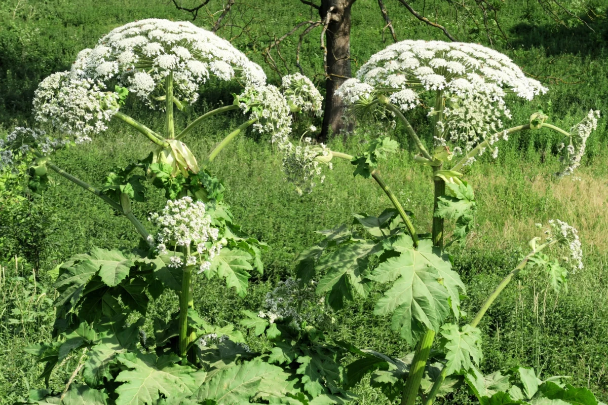 Z roku na rok rośnie liczba ognisk barszczu Sosnowskiego. Nasiona tej rośliny są bardzo łatwo przenoszone przez człowieka, dlatego gatunek ten wyraźnie się rozprzestrzenia - wskazuje dr Janusz Mazurek z Uniwersytetu Przyrodniczego we Wrocławiu. 