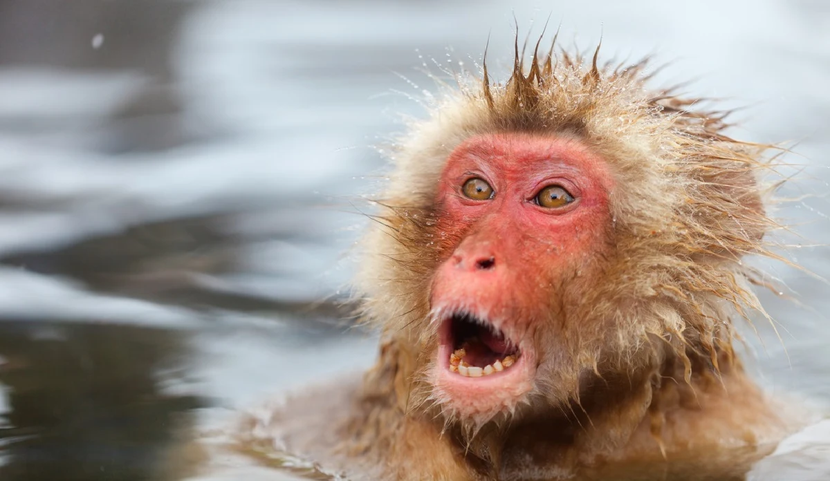Agresywne makaki japońskie dają się we znaki mieszkańcom miasta Yamaguchi w zachodniej części japońskiej wyspy Honsiu. W ostatnim czasie małpy zaatakowały 42 osoby.