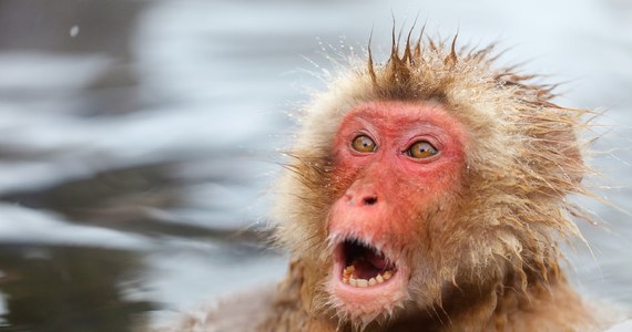 Agresywne makaki japońskie dają się we znaki mieszkańcom miasta Yamaguchi w zachodniej części japońskiej wyspy Honsiu. W ostatnim czasie małpy zaatakowały 42 osoby.