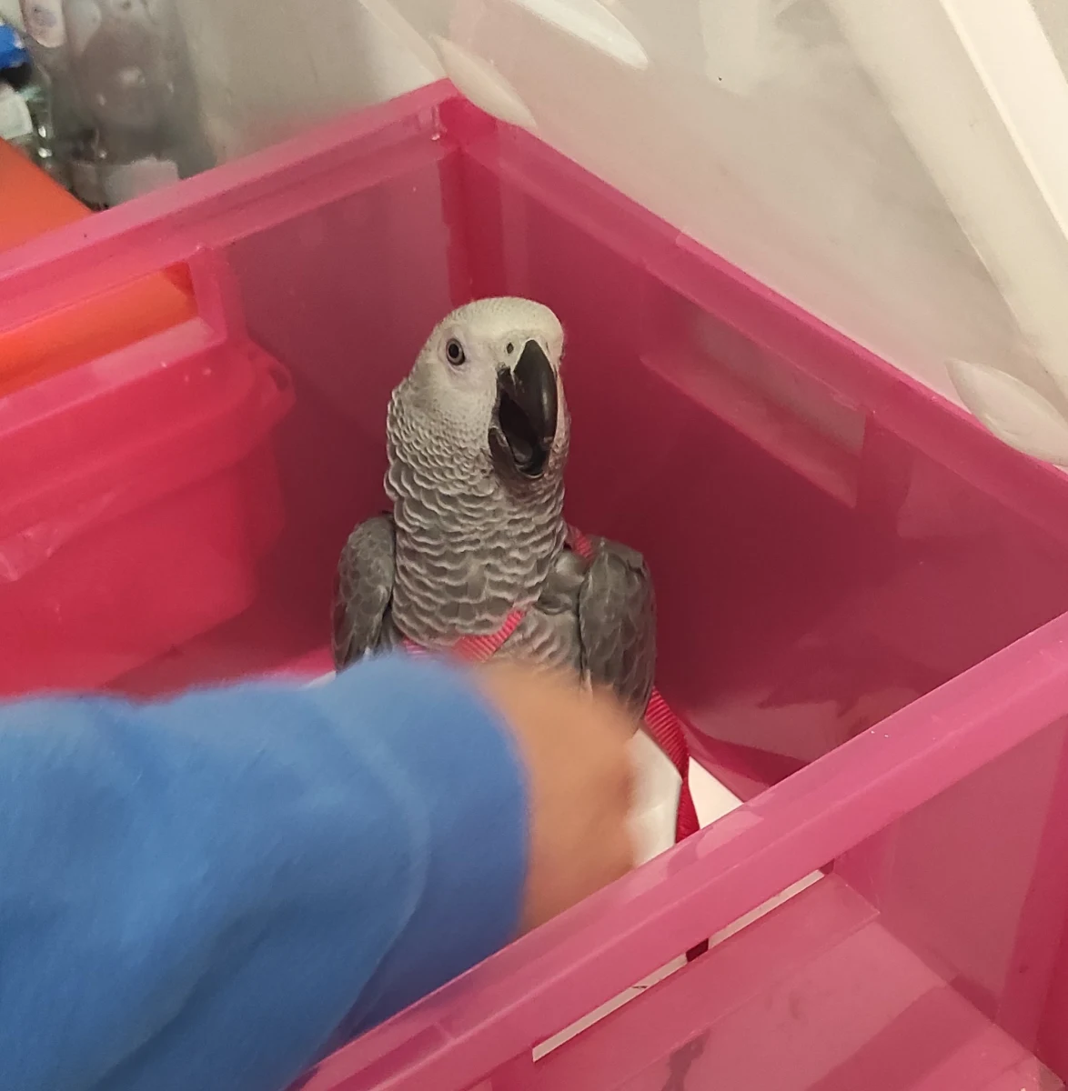 Do nietypowej interwencji doszło w niedzielne popołudnie w Krakowie. Funkcjonariusze Straży Miejskiej zostali wezwani przez przechodnia, który zauważył szamotającego się przewodach telekomunikacyjnych ptaka. Okazało się, że to rzadki gatunek papugi. 