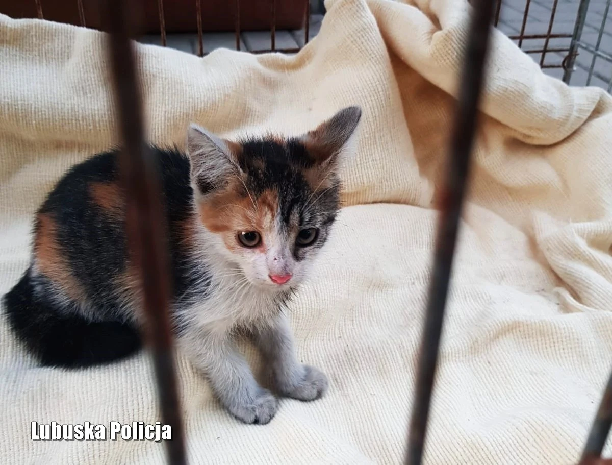 Policjanci w Nowej Soli (Lubuskie), dzięki zgłoszeniu zaniepokojonych mieszkańców, pomogli małemu kotkowi, który utknął w komorze silnika jednego z zaparkowanych samochodów. Mundurowi wiedzieli, że przy tak wysokiej temperaturze powietrza i rozgrzanych blachach pojazdu, liczy się każda minuta. Wszystko skończyło się szczęśliwie. 