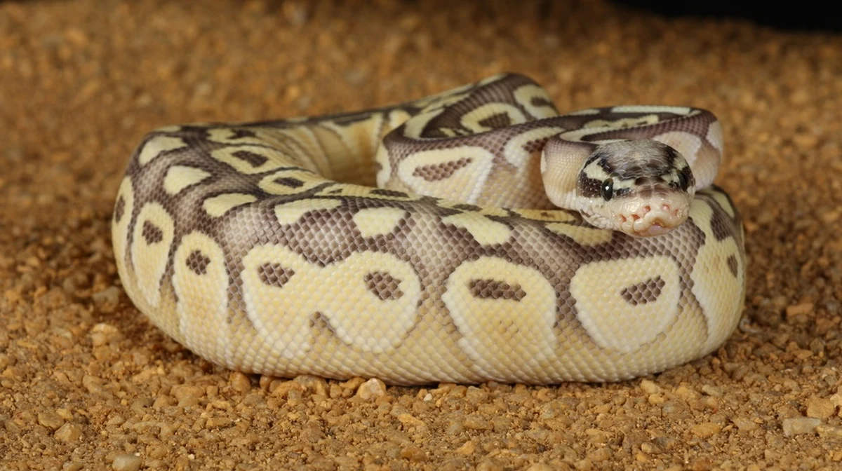 Tragedia w amerykańskim stanie Pensylwania. Ponad pięciometrowy wąż owinął się wokół szyi swojego właściciela. Mężczyzna zmarł, bowiem obrażenia mózgu spowodowanie niedotlenieniem okazały się zbyt poważne.
