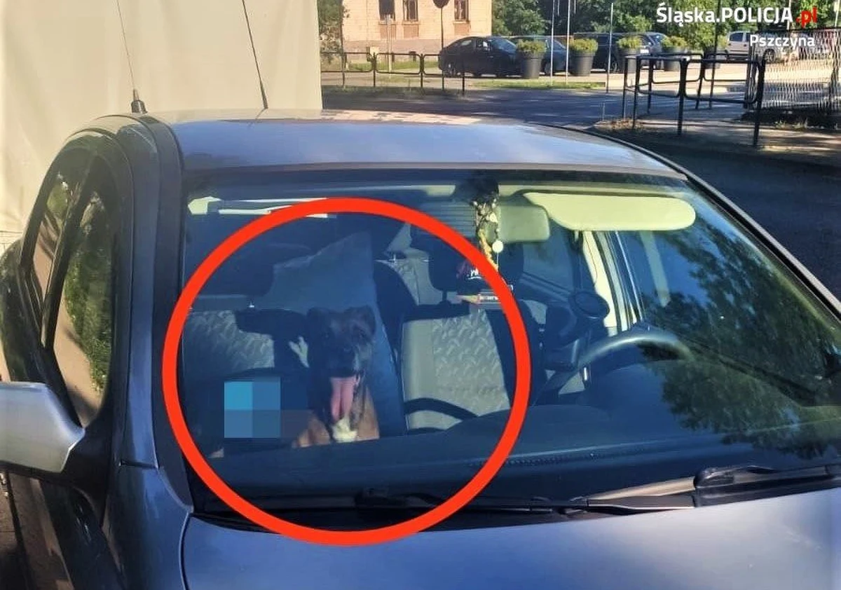 Pszczyńscy policjanci zostali powiadomieni przez przechodnia, że w jednym z aut znajduje się pies. Z relacji świadków wynikało, że  mógł tam siedzieć od około 40 minut. 