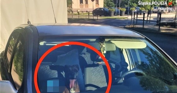 Pszczyńscy policjanci zostali powiadomieni przez przechodnia, że w jednym z aut znajduje się pies. Z relacji świadków wynikało, że  mógł tam siedzieć od około 40 minut. 