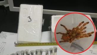 Łódzkie: Żywe pająki w paczce do Azji 