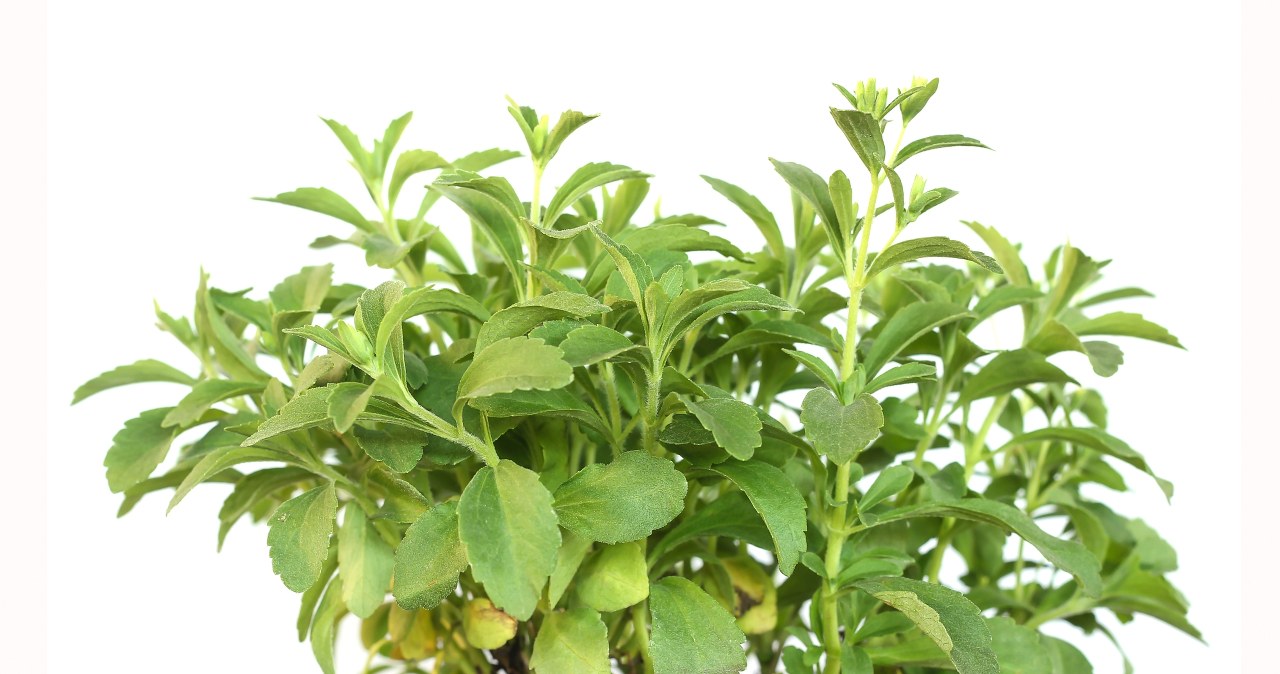 Dzięki tej roślinie zaoszczędzisz na cukrze. Jest zdrowa i nieźle wygląda