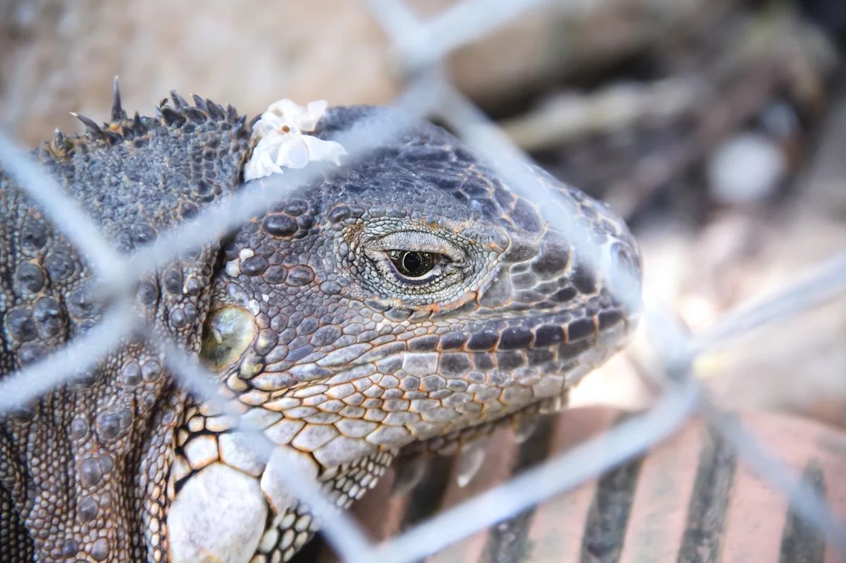 Dramatyczna sytuacja zwierząt w sklepie zoologicznym w Bytomiu na Śląsku. Podczas policyjnej kontroli ujawniono, że właściciel sklepu przetrzymywał je w złych warunkach. Niektóre zwierzęta były pogryzione, inne głodne i osłabione. Śledczy postawili mężczyźnie zarzuty, za które grozi 5 lat więzienia. 