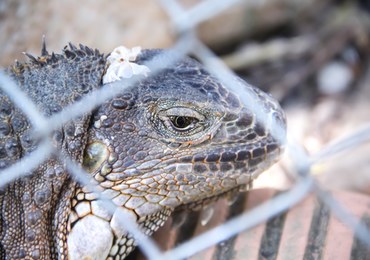 Za ciasne klatki, pogryzione zwierzęta. Właściciel sklepu ZOO w Bytomiu z zarzutami