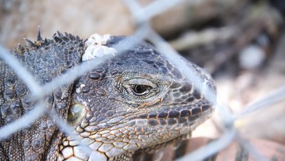 Za ciasne klatki, pogryzione zwierzęta. Właściciel sklepu ZOO w Bytomiu z zarzutami