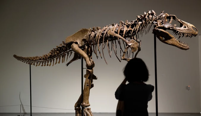 Szkielet dinozaura do trzymania w domu. Kuzyn tyranozaura sprzedany