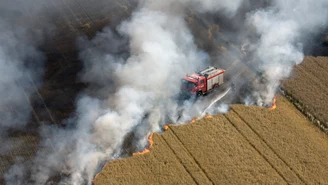 Pożar zboża na pniu w Wielkopolsce. Około 60 hektarów w ogniu 