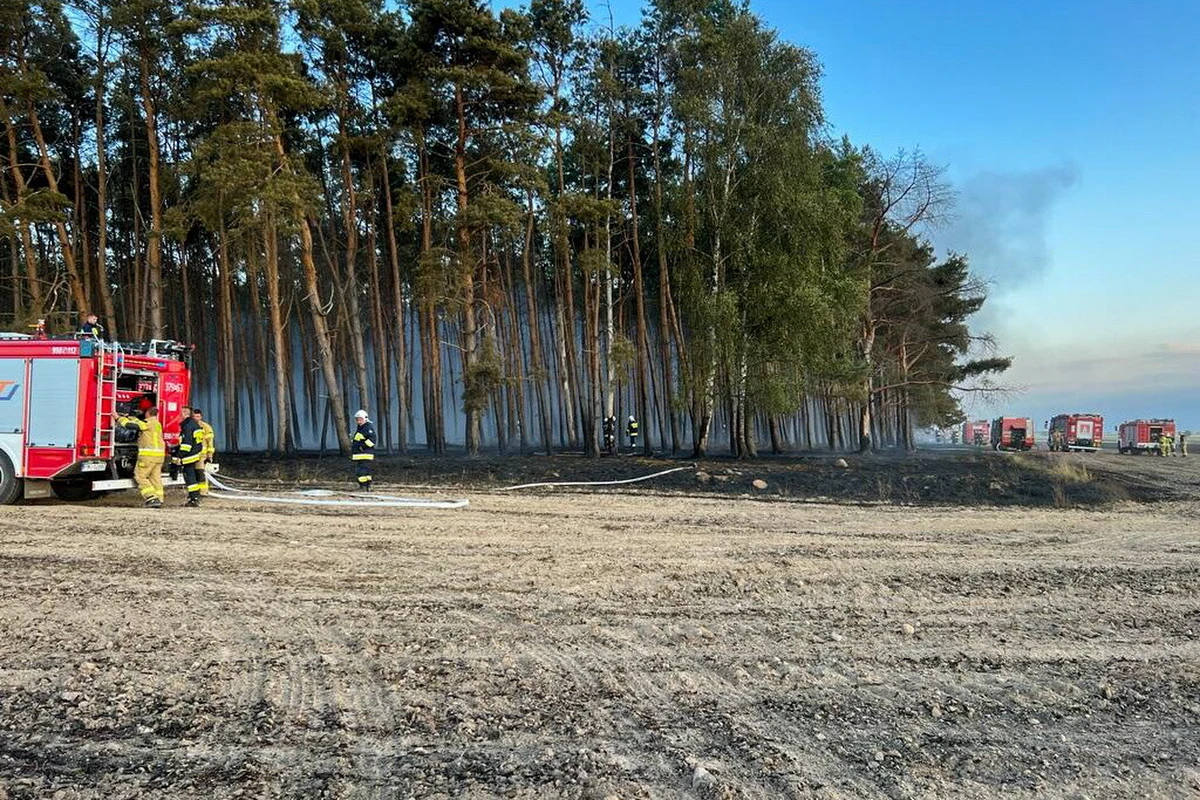 Ok. 50 hektarów zboża na pniu płonie w okolicy Zbąszynia (wielkopolskie). Z pożarem na miejscu walczy kilkanaście zastępów straży.