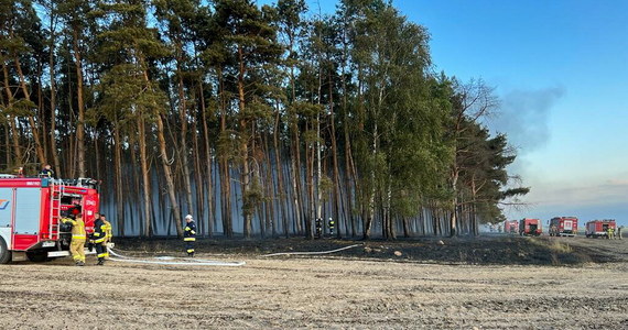 Ok. 50 hektarów zboża na pniu płonie w okolicy Zbąszynia (wielkopolskie). Z pożarem na miejscu walczy kilkanaście zastępów straży.