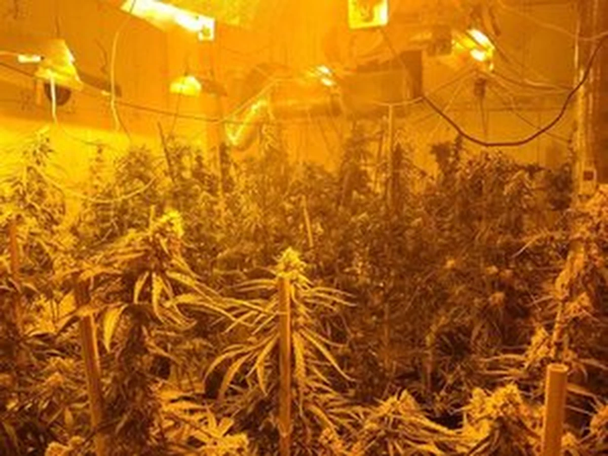 Kilkaset krzewów konopi indyjskich, 6 kg marihuany oraz specjalistyczny sprzęt, który służył do prowadzenia nielegalnej uprawy przejęli policjanci z Jasła. Zatrzymano trzech mężczyzn podejrzewanych o przestępstwa narkotykowe.  

