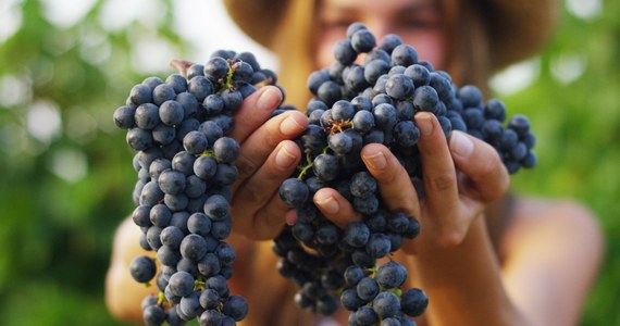 ​Co najmniej tydzień wcześniej niż zwykle we Włoszech w poniedziałek oficjalnie rozpoczęło się winobranie. Powodem jego przyspieszenia są ponad 40-stopniowe upały i susza. Pierwszą symboliczną kiść winogron zerwano koło Brescii w Lombardii w krainie Franciacorta, gdzie produkowane jest wino musujące o tej nazwie.