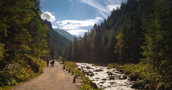 Mały niedźwiadek pojawił się na szlaku pełnym ludzi w Dolinie Kościeliskiej w Tatrach. "To nie jest nic nadzwyczajnego" - mówią ekolodzy - "Ważne, że wszyscy zachowali się prawidłowo". 