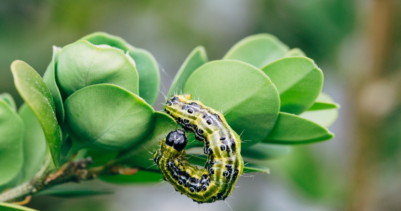 W lutym można się pozbyć ćmy bukszpanowej. Jest jeden sposób W lutym można się pozbyć ćmy bukszpanowej. Jest jeden sposób