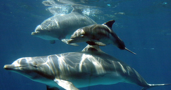 W ramach tradycyjnego polowania na wieloryby na Wyspach Owczych zabito 99 delfinów butlonosych, najwięcej od 124 lat. Organizacja non profit Blue Planet Society przypomina, że na taką skalę nie polowano na butlonosy od schyłku XIX wieku - relacjonuje portal newsweek.com.