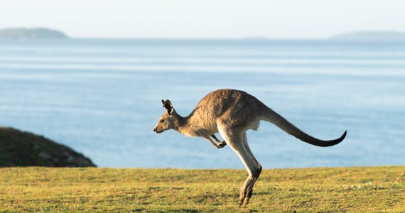 Nowy gatunek prehistorycznego kangura, który zamieszkiwał górski rejon Papui Nowej Gwinei, opisują naukowcy na łamach magazynu „Transactions of the Royal Society of South Australia”.