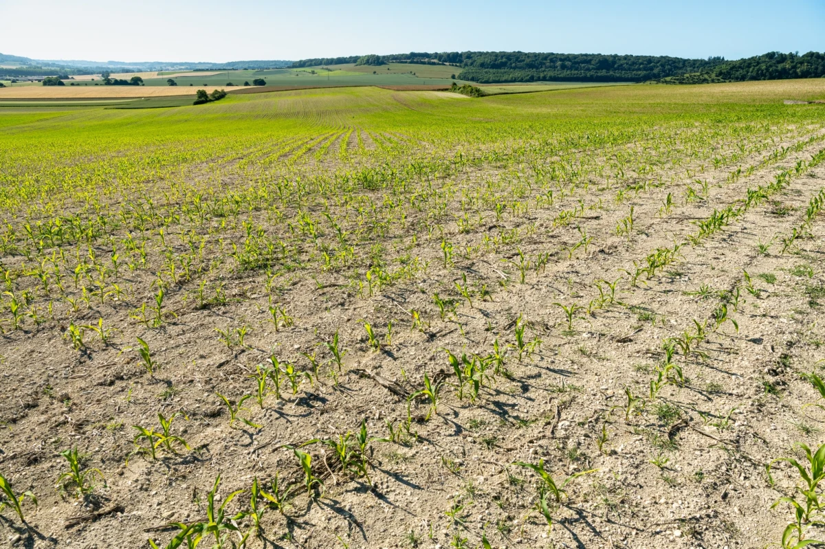 W lipcu spadło we Francji średnio tylko 9,7 mm deszczu. To najmniej od początku pomiarów w latach 1958-1959 - podała francuska narodowa służba meteorologiczna Meteo-France. W całym kraju obowiązuje alert suszy i ograniczenia używania wody.