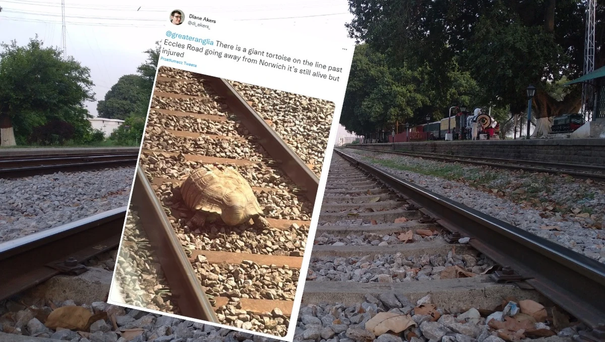 Ogromny żółw, który pojawił się na torach, wstrzymał ruch pociągów w południowo-wschodniej Anglii. Jak się okazało, gad był ranny - miał uszkodzoną skorupę. 