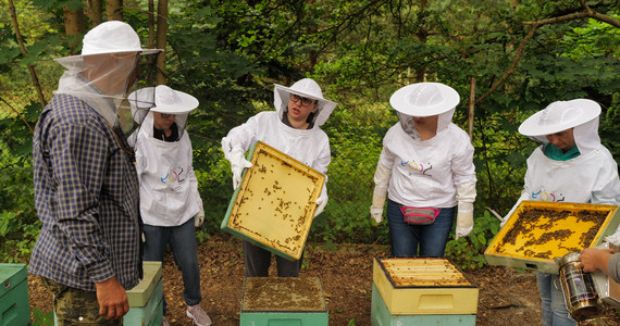 60 osób uczy się, jak opiekować się pszczelą rodziną podczas bezpłatnych warsztatów, zorganizowanych przez łódzki magistrat. Zajęcia odbywają się dwa razy w miesiącu, w weekendy.