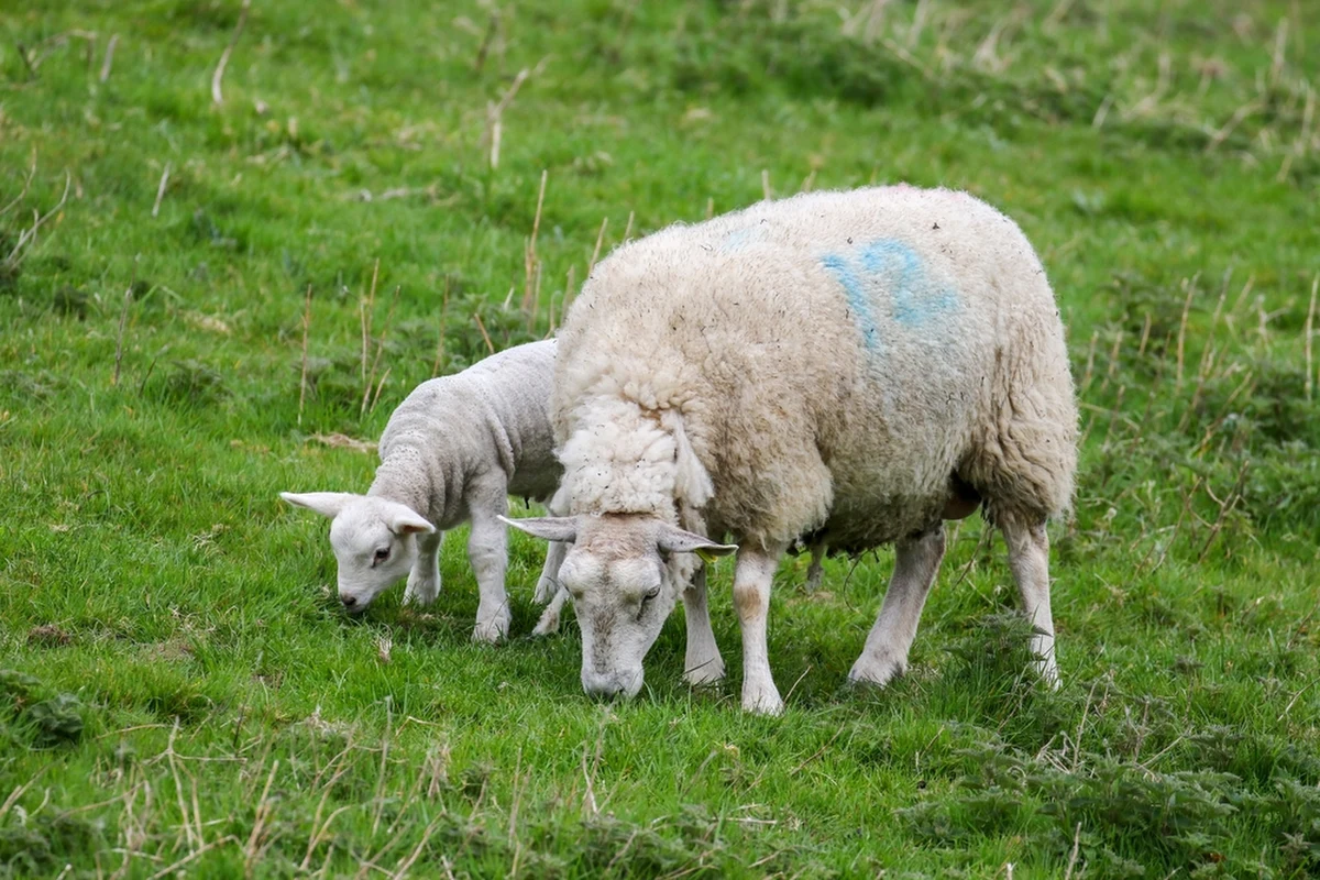 ​Łąka w gdańskiej Olszynce nie będzie koszona, a trawę skrócą... owce. To pomysł Gdańskiego Zarządu Dróg i Zieleni, powstał on w nietypowych okolicznościach.