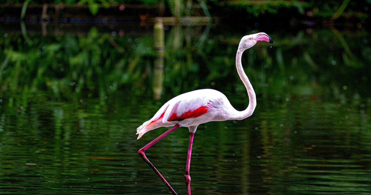 Flamingi oraz inne ptaki często stoją na jednej nodze i jak się okazuje, to proste ćwiczenie może być dobrym testem zdrowia dla ludzi, szczególnie powyżej 50. roku życia. Według nowego badania opublikowanego w czasopiśmie PLOS One, czas, jaki jesteśmy w stanie spędzić na jednej nodze, wyraźnie maleje z wiekiem i może odzwierciedlać ogólny stan naszego zdrowia.