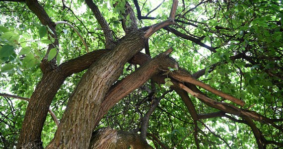 Samorząd w Rzeszowie planuje jeszcze w tym roku przeprowadzić inwentaryzację drzew w mieście. Spis ma odpowiedzieć ma pytania, ile jest drzew w stolicy Podkarpacia, jakie to są gatunki i w jakim są stanie.
