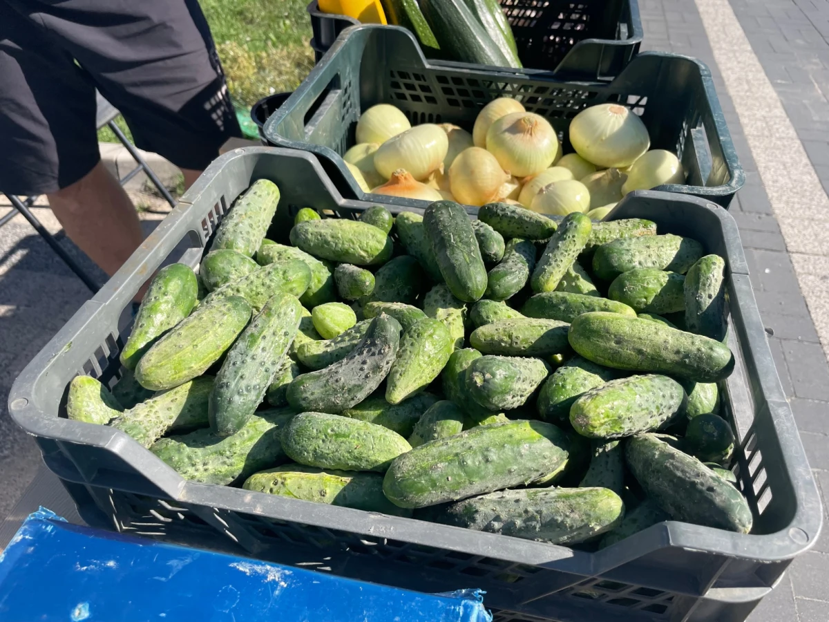 ​Ceny warzyw spadają. Na cotygodniowym czwartkowym targu w podlubelskiej Konopnicy więcej sprzedających, niż kupujących. Tanieją zwłaszcza ogórki, na które, jak mówią ogrodnicy, jest prawdziwa klęska... urodzaju, a do tego czas zbiorów na prywatnych działkach, więc klientów jak na lekarstwo.