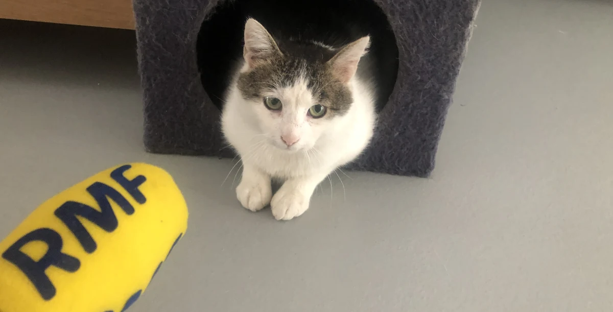 Coraz więcej psów i kotów czeka na adopcję w schroniskach dla bezdomnych zwierząt. Według wolontariuszy takich placówek, to efekt sezonu letniego. Np. w schronisku w podkieleckich Dyminach jest już ponad 80 psów i ponad 60 kotów.