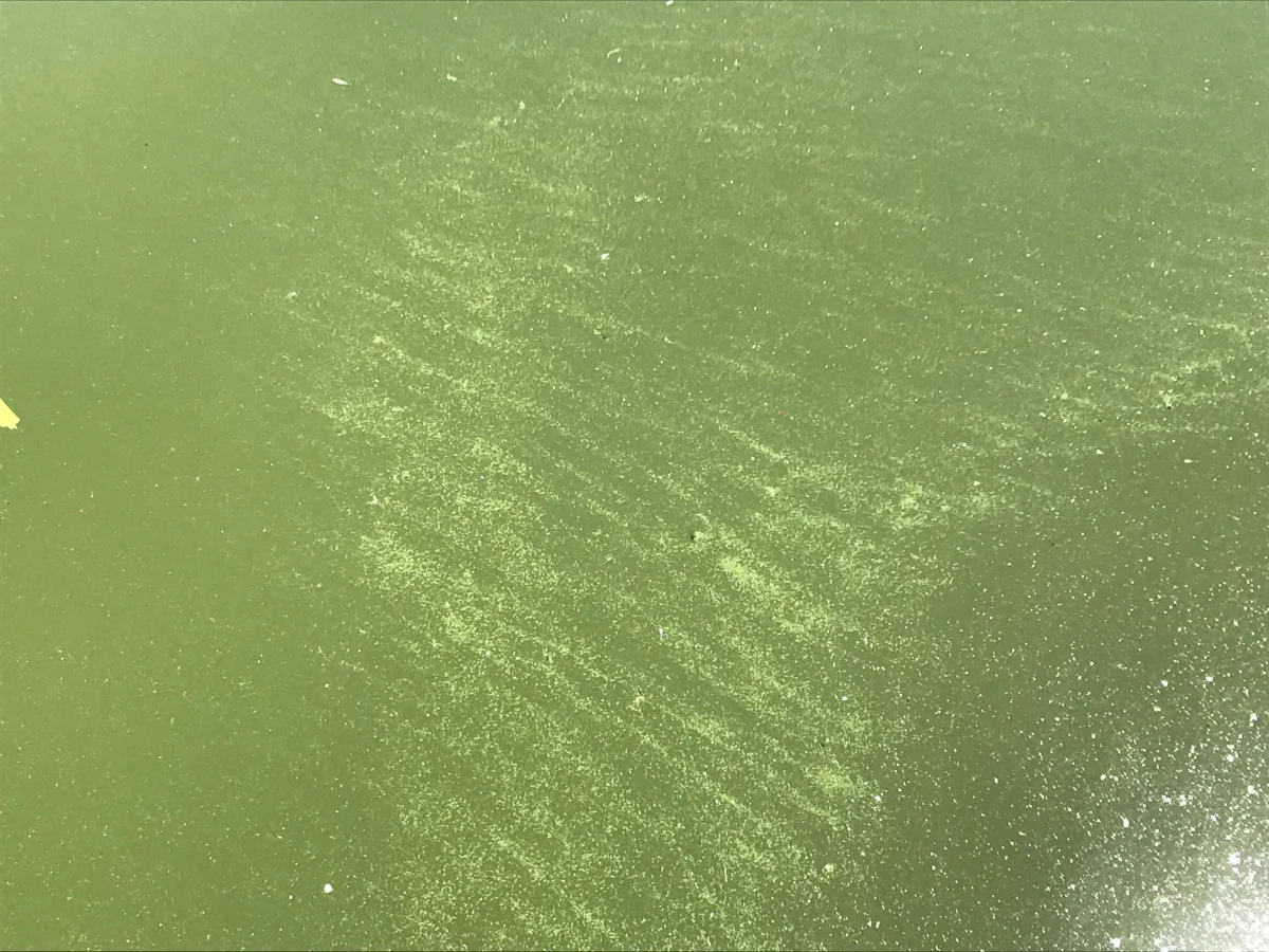 Na trzech kąpieliskach w województwie pomorskim wywieszona jest czerwona flaga. Powodem są sinice.