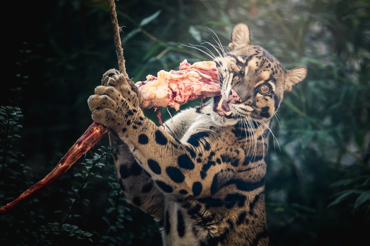 4 sierpnia obchodzimy Międzynarodowy Dzień Pantery Mglistej. Ten szczególny dzień ma zwrócić uwagę na to co im zagraża. Wpływ na populację tych zwierząt mają między innymi kłusownicy. Fundacja ZOO Wrocław DODO współpracująca z fundacjami ratującymi dzikie koty Azji prowadzi specjalną zbiórkę. Dochód z niej wspomoże pantery mgliste i śnieżne oraz manule.