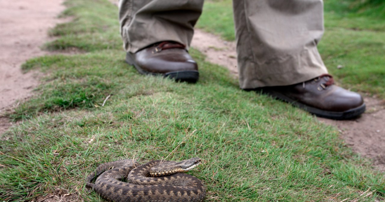 Spacer w takich butach to proszenie się o kłopoty. "Konieczne podanie surowicy"