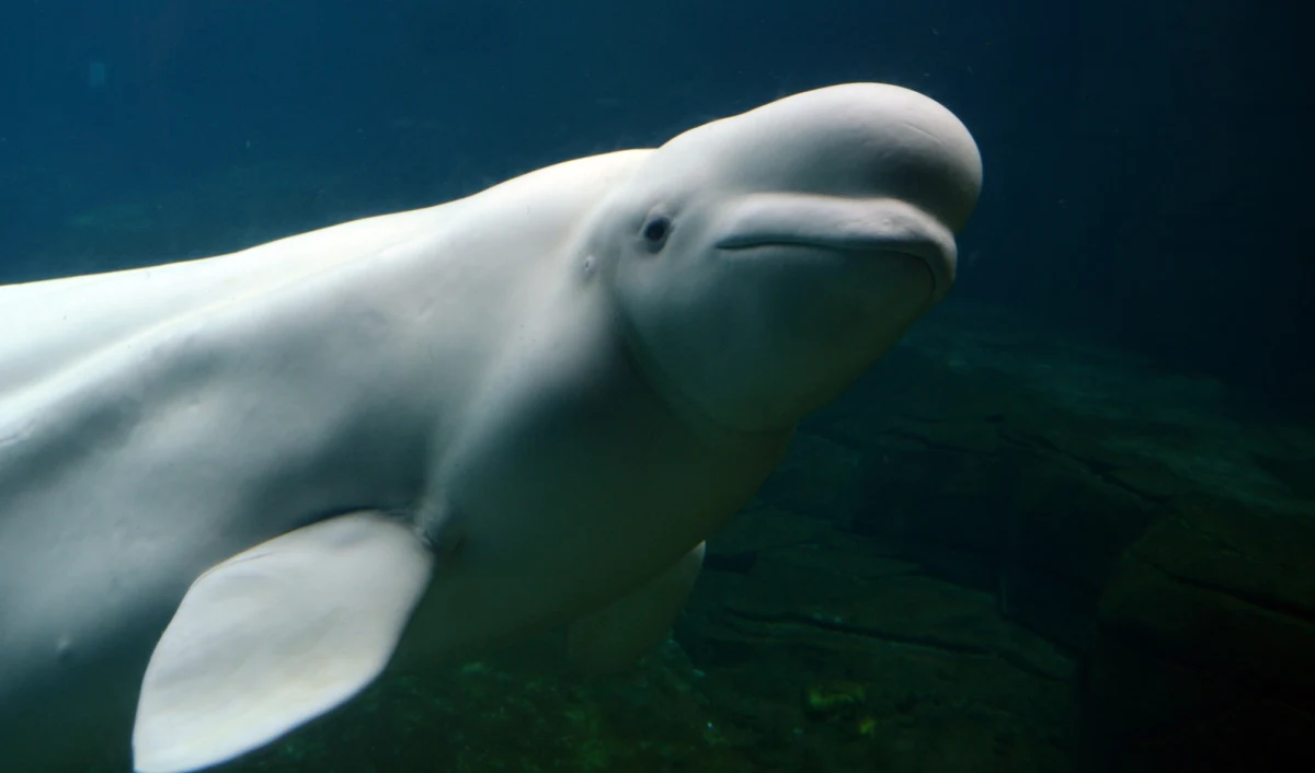 Białucha arktyczna, rodzaj walenia żyjącego w wodach Arktyki, dopłynęła Sekwaną w pobliże Paryża i znajduje się w okolicach gminy Vernon, 70 km od stolicy Francji - podaje portal 20Minutes. 