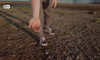 Uprawy ryżu we Włoszech wyniszczone suszą