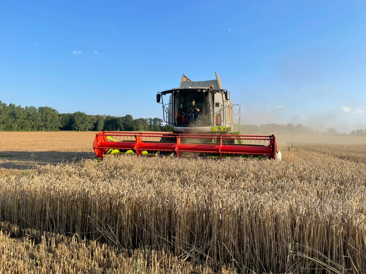 ​Po rzepakowych na dobre ruszyły żniwa zbożowe. W rodzinnym gospodarstwie braci Kańczugowskich na początek skoszonych zostanie 25 hektarów pszenicy.