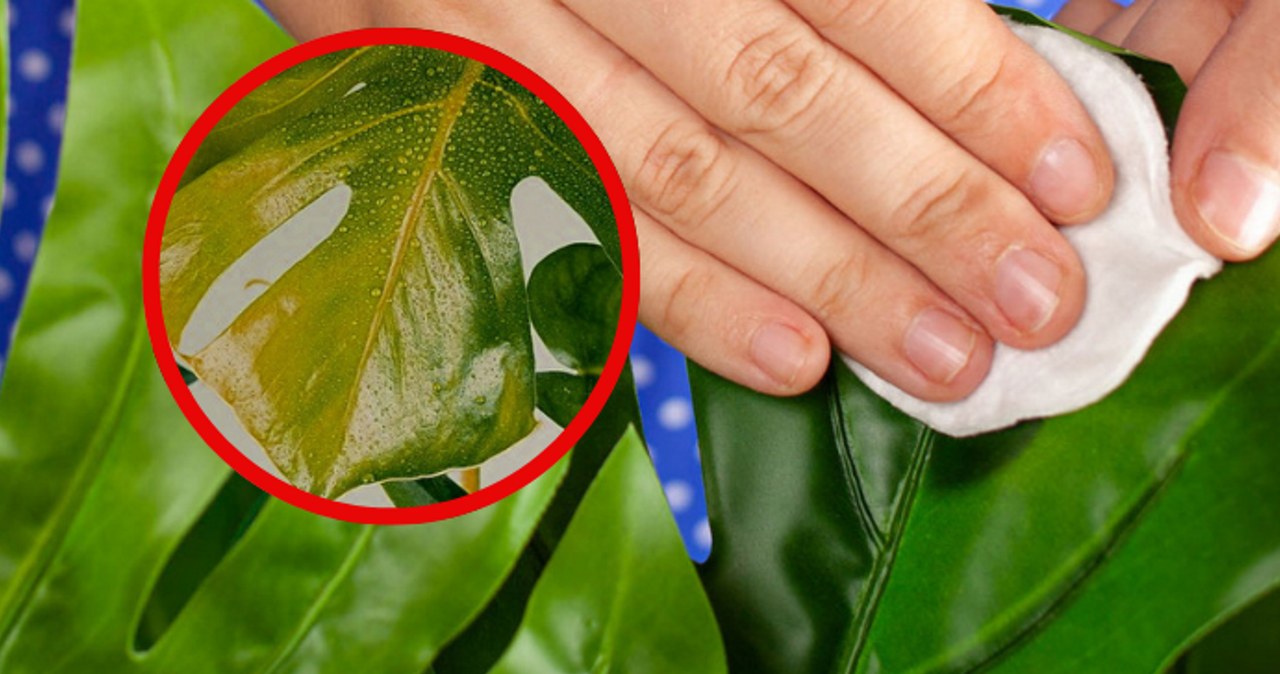 Monstera ma te licie? Zapewne robisz ten bd