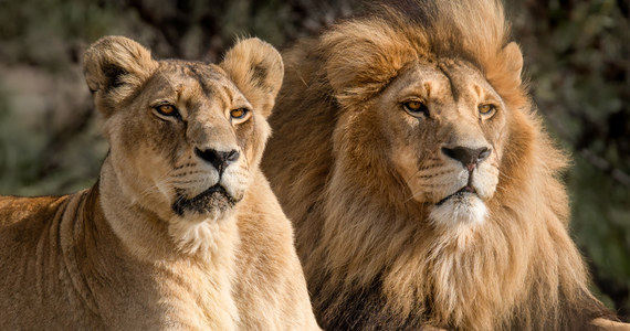 ​Międzynarodowy Dzień Lwa przypada w najbliższą środę. W gdańskim ogrodzie zoologicznym to okazja do lepszego poznania tych zwierząt. Zoo zaprasza na spotkania z opiekunami i pokaz karmienia lwów.