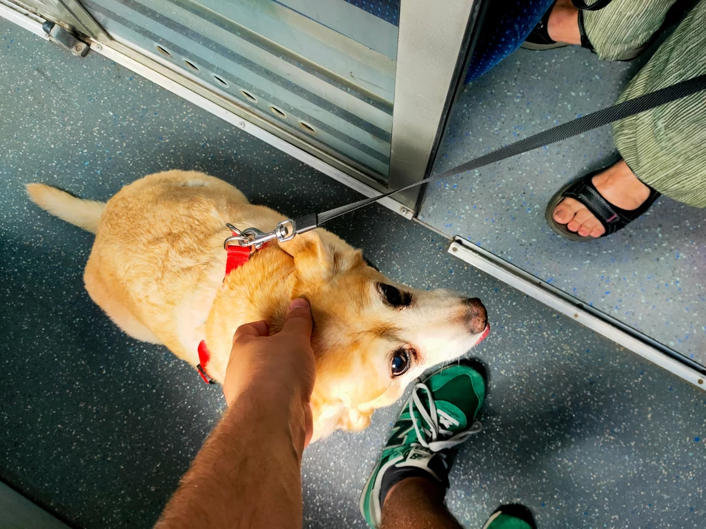 Pies, który jeździł koleją, choć najpierw nie chciał