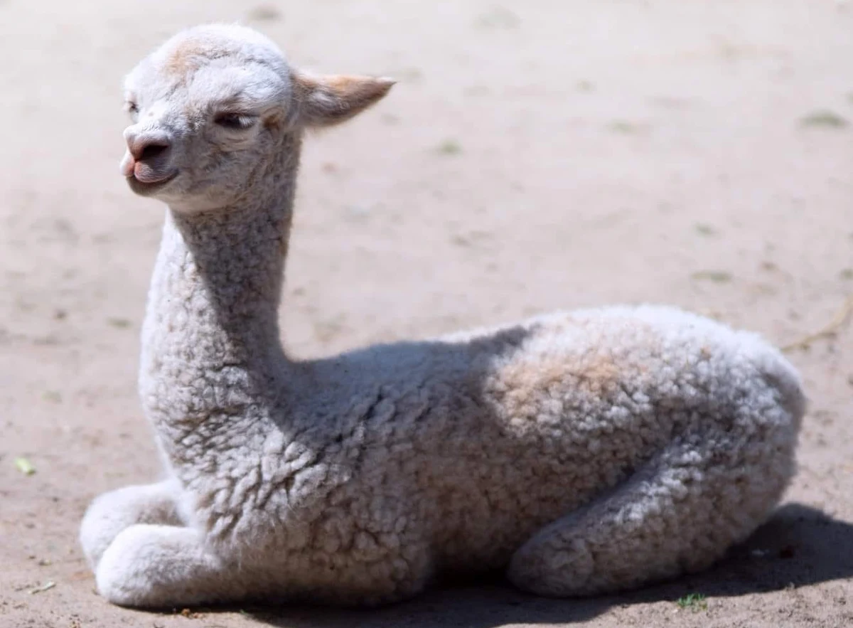 Stołeczny ogród zoologiczny szuka imienia dla kolejnej małej alpaki. Tym razem jest to śnieżnobiała samiczka. Jej imię musi zaczynać się na literę N. To przyrodnia siostra Nugata, któremu imię w ubiegłym tygodniu wybrali internauci.