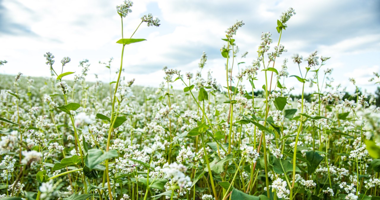 ​Wysiej w miejscu po ogórkach. Oczyści i wzmocni glebę