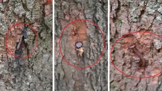 Nadleśnictwo Lutowiska: Ekoterroryści zastawili na leśników śmiertelną pułapkę