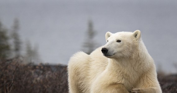 Francuska turystka przebywająca w obozowisku namiotowym na Svalbardzie została w poniedziałek zaatakowana przez niedźwiedzia polarnego - przekazały władze tego należącego do Norwegii archipelagu. Zwierzę postrzelono, a następnie dobito z powodu rozległych obrażeń. Ranna została przetransportowana do szpitala.