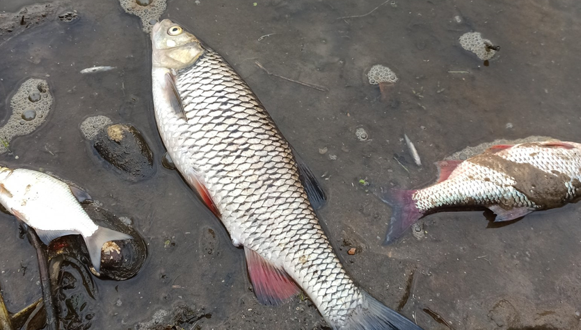 Breslavia: toneladas de pescado muerto.  La VIEP notifica a la procuraduría