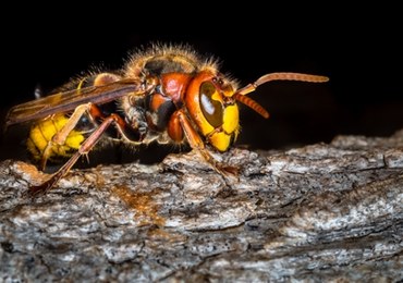 Osy, pszczoły, szerszenie. Użądlenia mogą zagrażać życiu - ostrzega GIS