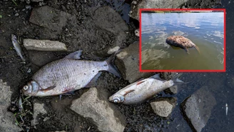 Śnięte ryby i martwy bóbr w Odrze. "Za to należą się dymisje"