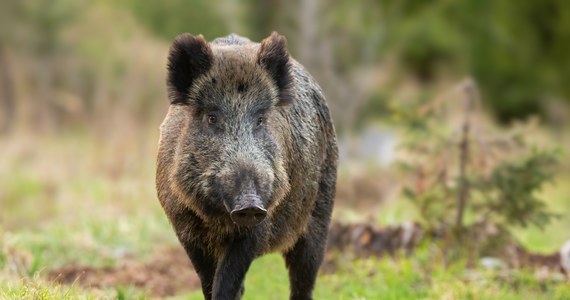 Dziki coraz częściej pojawiają się na terenach zabudowanych w Krakowie. Dzisiaj o poranku można je było spotkać przy pętli tramwajowej os. Piastów. Zobacz zdjęcia i film. 