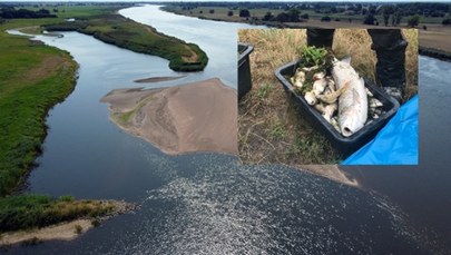 Tysiące śniętych ryb w Odrze. Jest zawiadomienie do prokuratury 